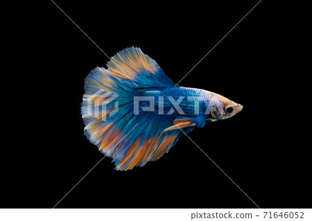 Halfmoon blue and orange betta isolated on black background 71646052