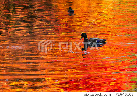 A duck swimming in the autumn leaves reflected in Kumoba Pond, Karuizawa Town, Nagano Prefecture A duck swimming in the autumn leaves reflected in Kumoba Pond, Karuizawa Town, Nagano Prefecture 71646105