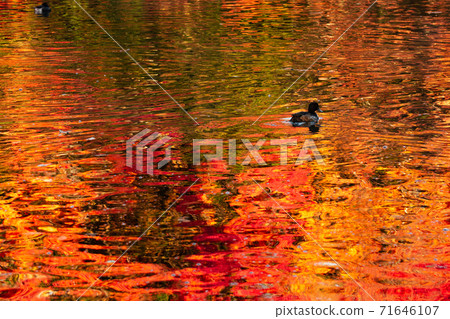 A duck swimming in the autumn leaves reflected in Kumoba Pond, Karuizawa Town, Nagano Prefecture A duck swimming in the autumn leaves reflected in Kumoba Pond, Karuizawa Town, Nagano Prefecture 71646107