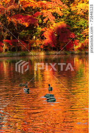 A duck swimming in the autumn leaves reflected in Kumoba Pond, Karuizawa Town, Nagano Prefecture 71646128