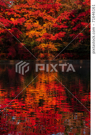 Karuizawa Town, Nagano Prefecture ・ Autumn leaves of Kumoba Pond shining in the morning sun [Nagano Prefecture] 71646161