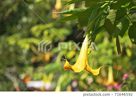 Flower of morning glory of Orange Flower of morning glory of Orange 71646592