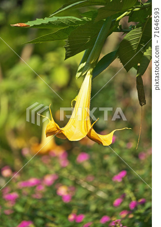 Flower of morning glory of Orange Flower of morning glory of Orange 71646593