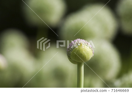 Allium with characteristic dark pink ball-shaped flowers in early summer Allium with characteristic dark pink ball-shaped flowers in early summer 71646669