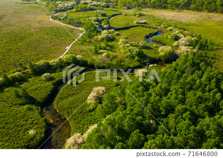 Malus sieboldii flowers in Oku-Nikko Senjogahara Malus sieboldii flowers in Oku-Nikko Senjogahara 71646800