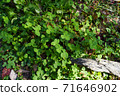 Plant material / clover 71646902
