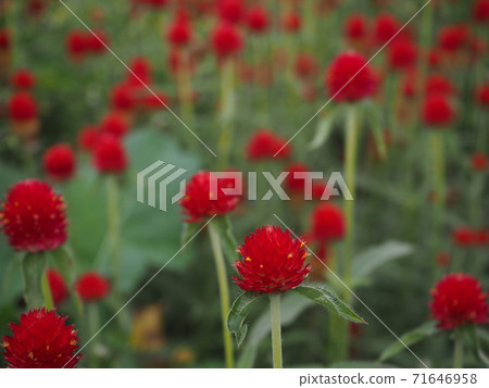 千日紅 千日紅 71646958