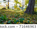 Autumn scenery, autumnal trees and fallen leaves 71646963