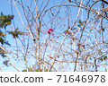 Cherry blossoms in autumn 71646978