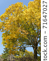 Autumn leaves and blue sky 02 71647027