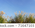 Autumn sky and plants 71647103