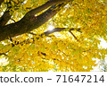 Autumn sunbeams 02 71647214