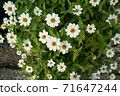 Flower Photo 01 White florets 71647244