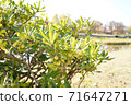 Plants along the river 71647271