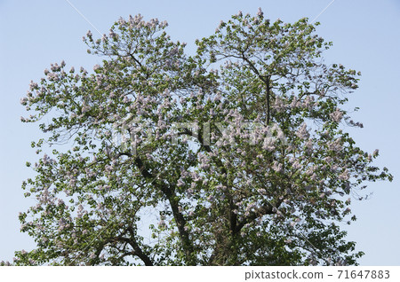 Wood is a purple paulownia flower used for furniture etc. 71647883
