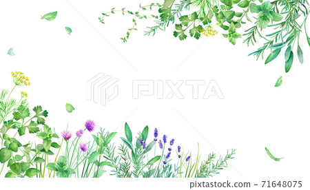 新鮮的綠色藥草園的框架裝飾。水彩插圖。 71648075