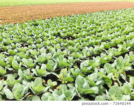 Cabbage field Cabbage field 71648144