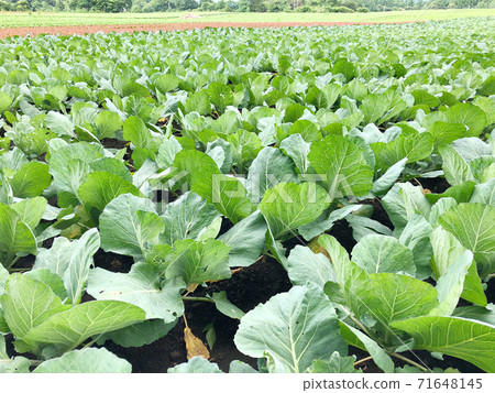 Cabbage field Cabbage field 71648145