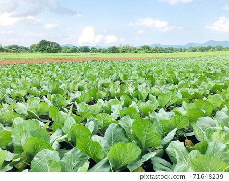 Cabbage field 71648239