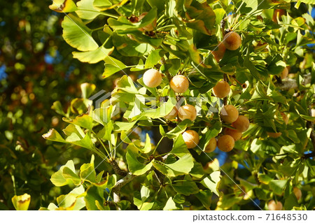 Autumn in Daigo Town, Ibaraki Prefecture, yellow fruit of autumnal ginkgo, Ginkgo 71648530