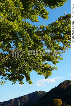 Ginkgo tree with yellow ginkgo nuts against the blue sky in Daigo Town, Ibaraki Prefecture 71648531
