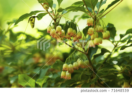 Redvein enkianthus flowers and leaves Redvein enkianthus flowers and leaves 71648539