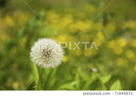 蒲公英的絨毛 蒲公英的絨毛 71648833