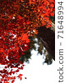 秋天的樹葉 71648994