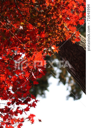 秋天的樹葉 71648994