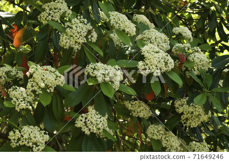 初夏時節，濃密的白花的岡菜回憶錄 71649246