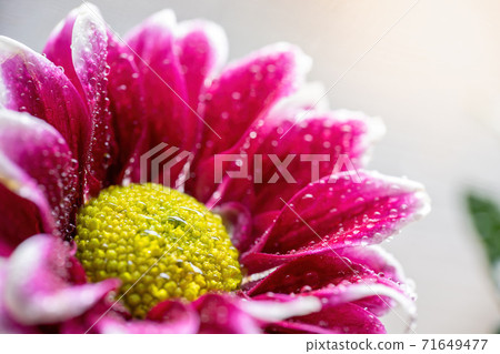 Wet chrysanthemum macro photo 71649477