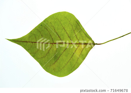 Close-up of leaves of Chinese tallow, a roadside tree that fell in autumn Close-up of leaves of Chinese tallow, a roadside tree that fell in autumn 71649678