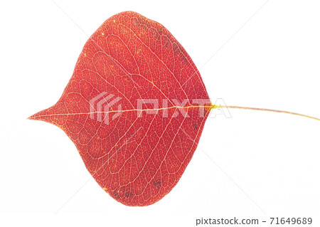 Close-up of leaves of Chinese tallow, a roadside tree that fell in autumn Close-up of leaves of Chinese tallow, a roadside tree that fell in autumn 71649689