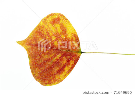 Close-up of leaves of Chinese tallow, a roadside tree that fell in autumn Close-up of leaves of Chinese tallow, a roadside tree that fell in autumn 71649690