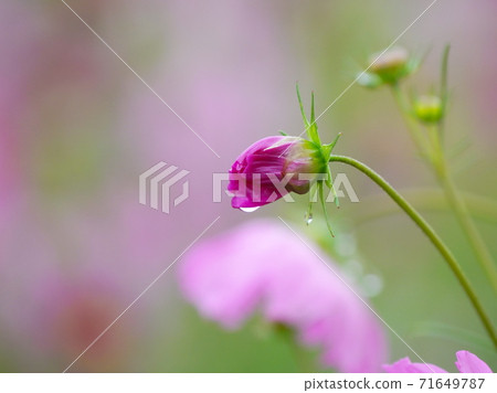 波斯菊盛開 波斯菊盛開 71649787