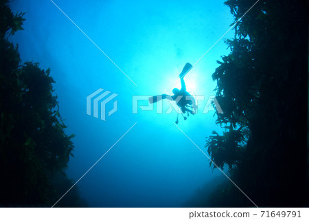 Swim diver 71649791