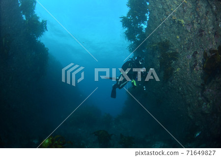 游泳潛水員 游泳潛水員 71649827