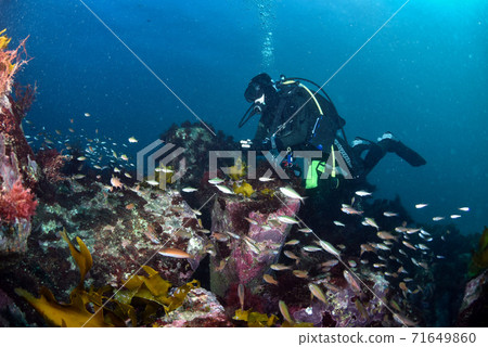 魚和潛水學校 魚和潛水學校 71649860