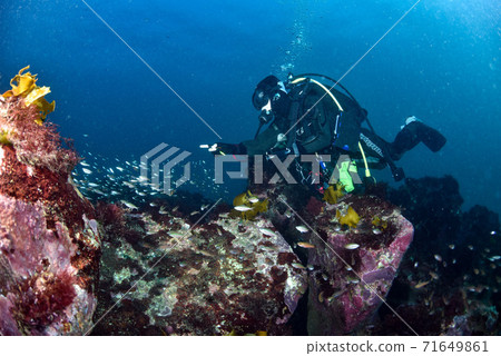 魚和潛水學校 魚和潛水學校 71649861