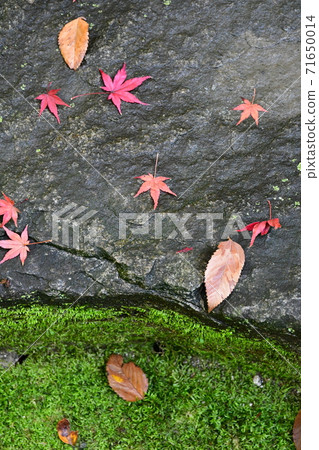 Autumn leaves near Jozanen Shisenkaku 71650014
