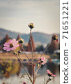Let's feel the autumn atmosphere at Shinjeong Lake 71651221