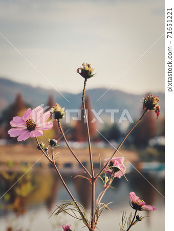 感受新井湖的秋日氣息 感受新井湖的秋日氣息 71651221