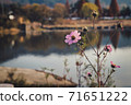 Let's feel the autumn atmosphere at Shinjeong Lake 71651222
