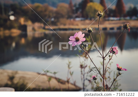 Let's feel the autumn atmosphere at Shinjeong Lake Let's feel the autumn atmosphere at Shinjeong Lake 71651222