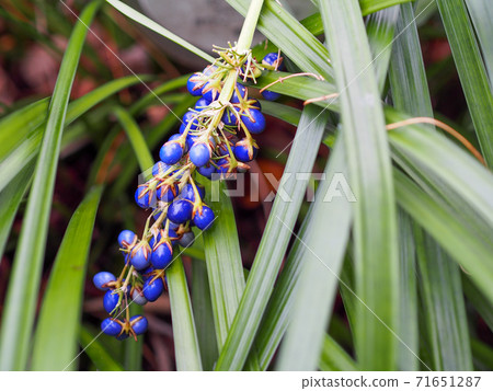 No矽烷種子 71651287