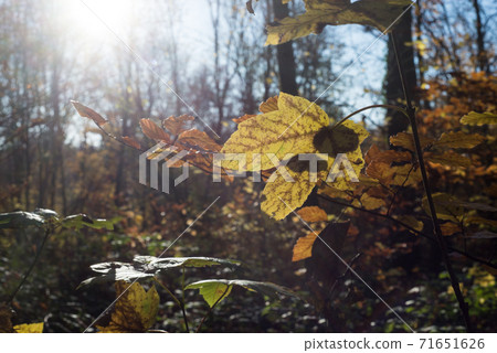 Closeup of ray of light in autumnal maple leaves in the forest Closeup of ray of light in autumnal maple leaves in the forest 71651626