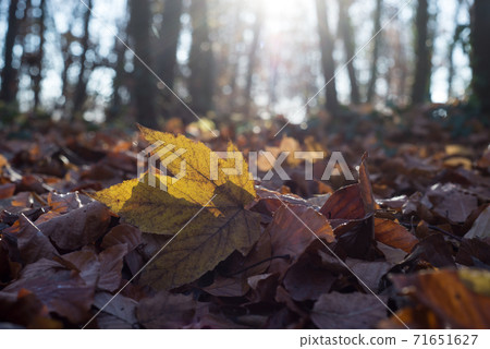 Closeup of ray of light in a autumnal maple leaf on the floor in the forest Closeup of ray of light in a autumnal maple leaf on the floor in the forest 71651627