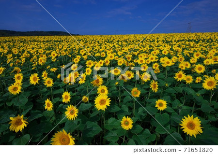 Beautiful yellow superb view, powerful and refreshing sunflower field Beautiful yellow superb view, powerful and refreshing sunflower field 71651820