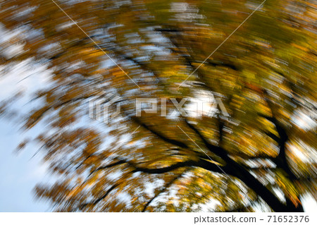 Image of autumn leaves Image of autumn leaves 71652376