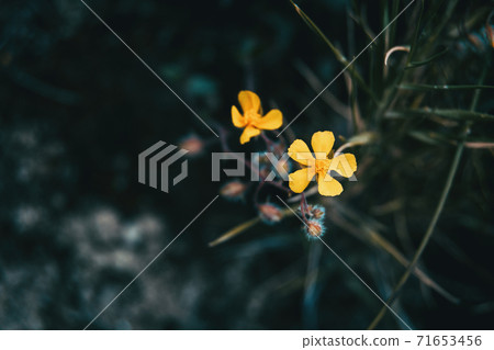 Close-up of a small yellow flower of helianthemum 71653456
